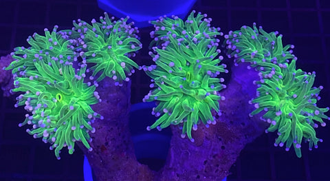 Pink Tip Neon Green Torch Coral